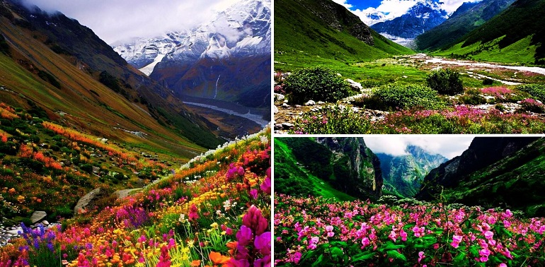 Valley of Flowers National Park