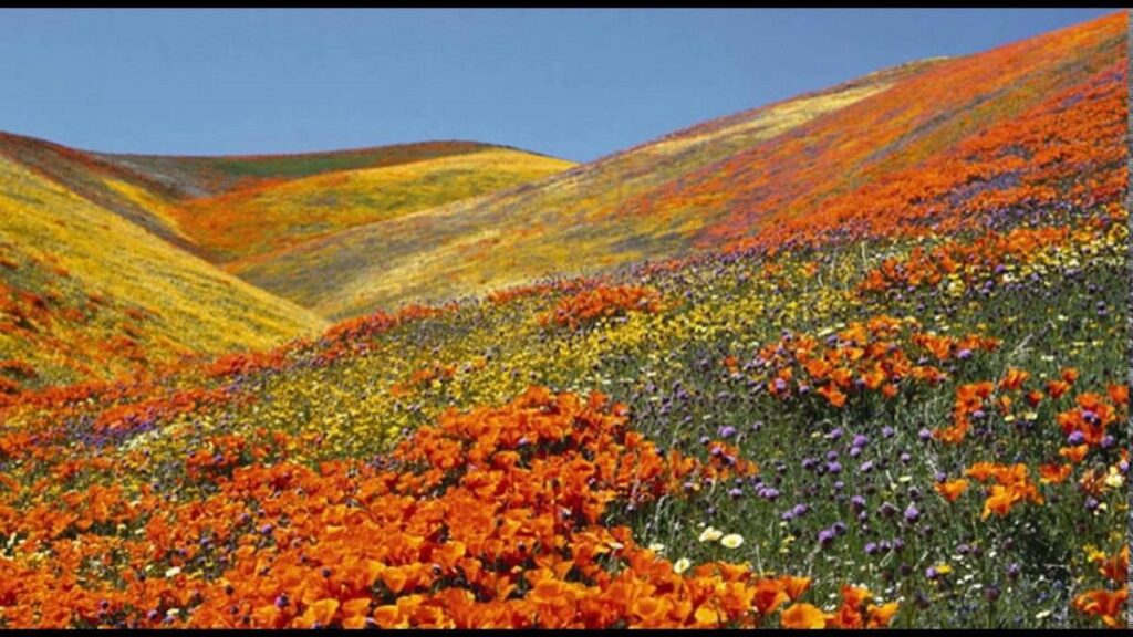 Valley of Flowers National Park