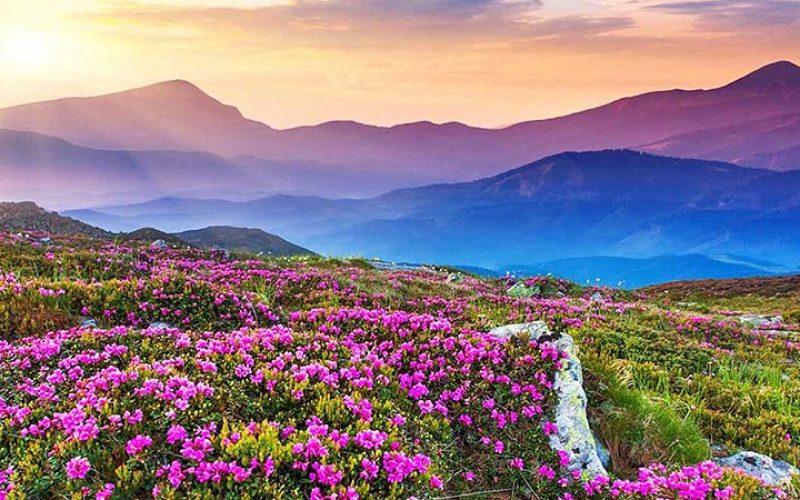 Valley of Flowers National Park